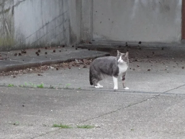 在公园里散步的黑白相间的猫 — 图库照片