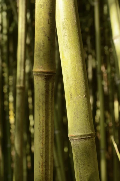 在模糊的背景下拍了一张特写的竹子 — 图库照片
