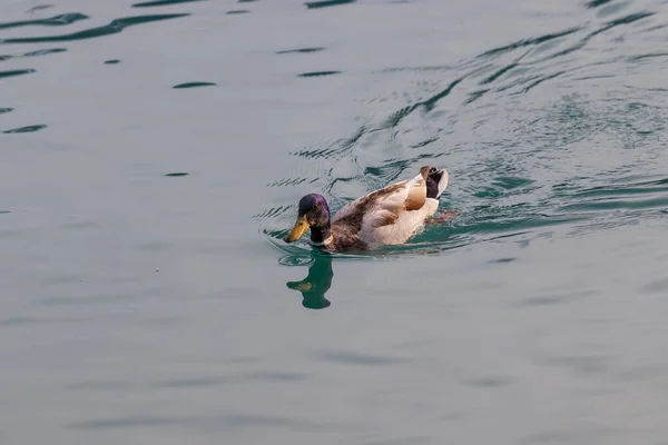 Eine Hochwinkelaufnahme Einer Braunen Ente Die Glänzenden Wasser Schwimmt — Stockfoto