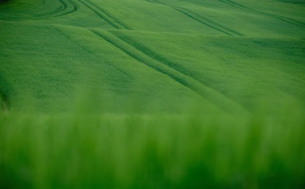 Uma Vista Vastos Campos Cobertos Com Grama Verde Fresca — Fotografia de Stock