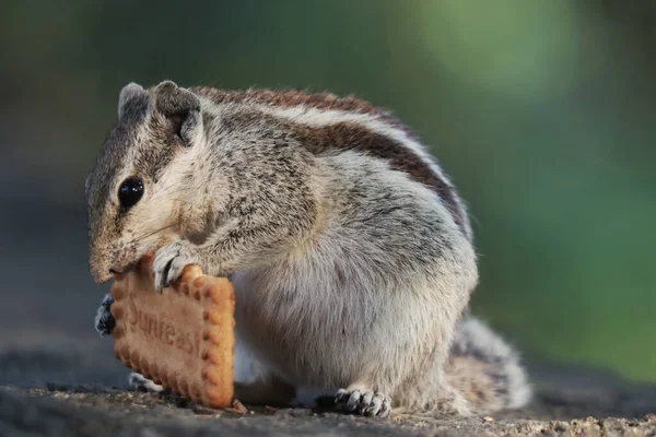귀여운 다람쥐가 표면에 과자를 — 스톡 사진