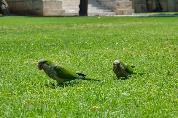 Perroquets Verts Dans Centre Athènes Grèce — Photo