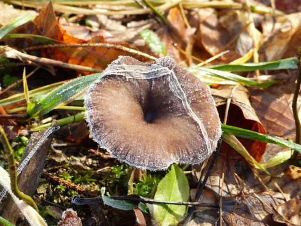 숲에서 자라고 버섯의 클로즈업 — 스톡 사진