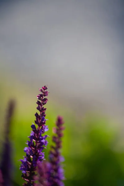 Närbild Blã Och Lila Salvia Blommor Med Suddig Bakgrund — Stockfoto