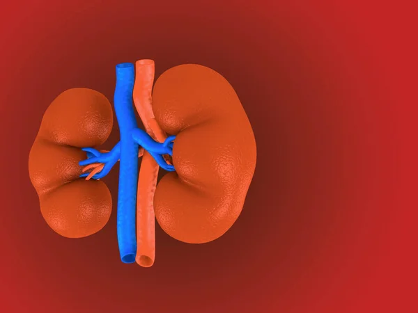 Kerala India Jun 2021 Digital Illustration Kidney Colour Background — Stock Photo, Image