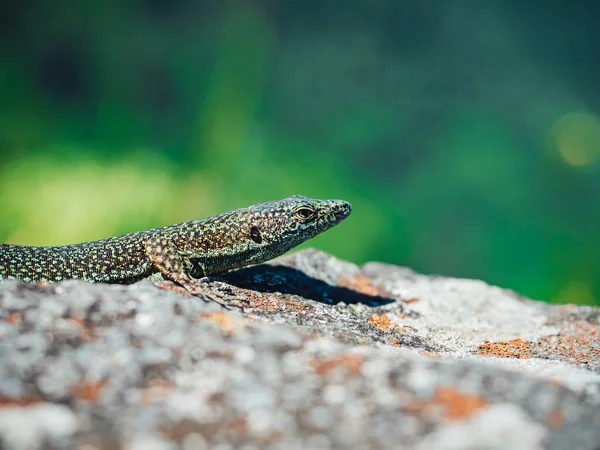 Primer Plano Skink Jardín Común Roca Bajo Luz Del Sol —  Fotos de Stock