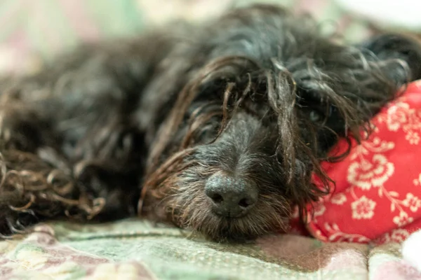 Closeup Shot Black Fluffy Dog Lying Couch — Φωτογραφία Αρχείου
