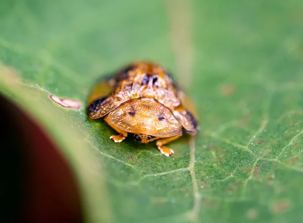 Closeup Tortoise Beetle Laccoptera Nepalensis Leaf — Stock Photo, Image