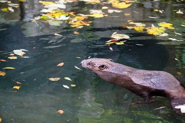 Closeup Shot Hairy Nosed Otter Swimming Water — Stock Photo, Image