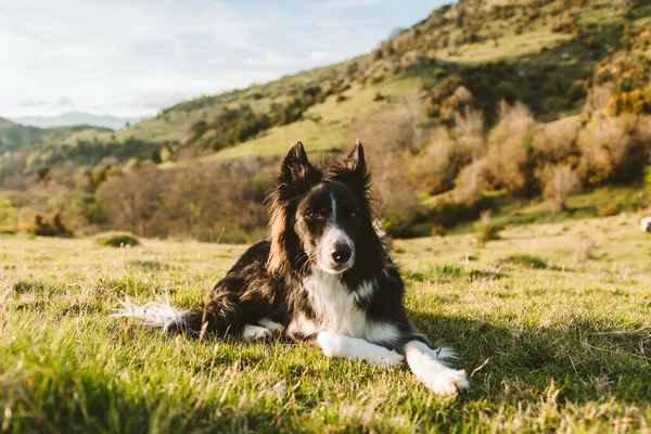 Nahaufnahme Eines Border Collies Einem Offenen Feld Mit Bergen Hintergrund — Stockfoto