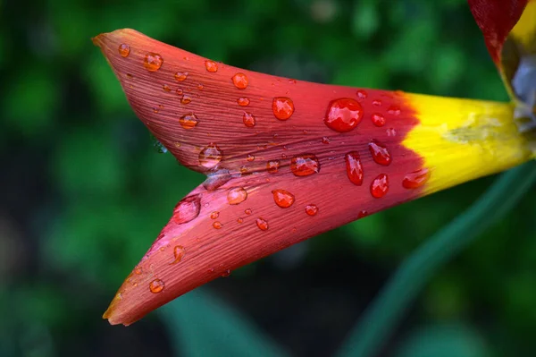 Detailní Záběr Mnohobarevného Okvětního Lístku Tulipánu Kapkami Deště — Stock fotografie