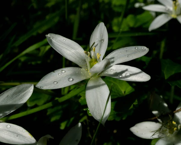 Ein Hochwinkelschuss Blühender Ornithogalum Blumen Grünen — Stockfoto