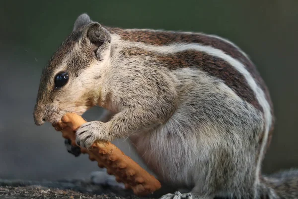 Een Close Shot Van Een Schattige Grijze Eekhoorn Die Een — Stockfoto