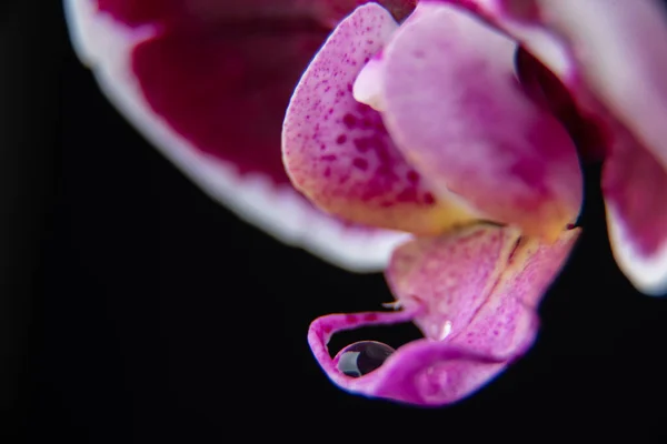 Bir Damla Suya Yakın Çekim Orkide Yaprağı Üzerinde — Stok fotoğraf