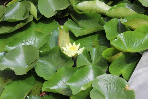 Een Close Shot Van Bloeiende Lotus Bloemen Het Groen — Stockfoto