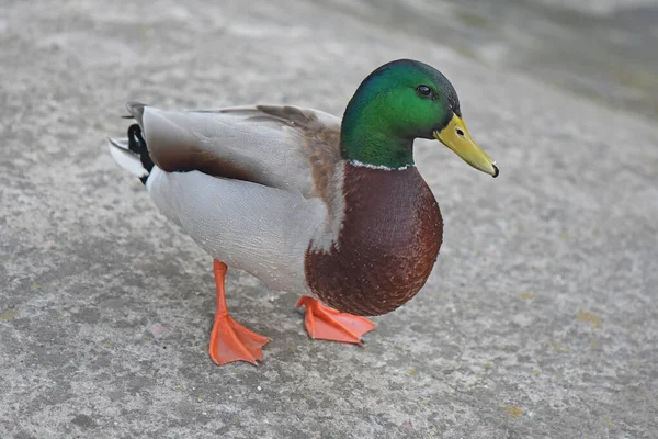 Eine Schöne Stockente Steht Auf Dem Asphalt — Stockfoto