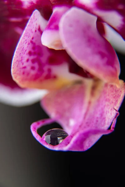 飞蛾兰花花瓣上一滴水的特写 — 图库照片