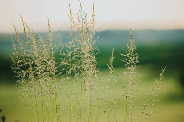 草地や草の成長のクローズアップショット — ストック写真