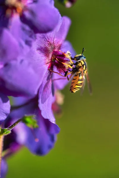 Une Abeille Pollinisant Sur Une Fleur Violette — Photo