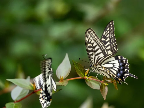 Gros Plan Beau Papillon Chinois Queue Jaune Papilio Xuthus Assis — Photo