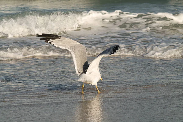 Gros Plan Une Mouette — Photo