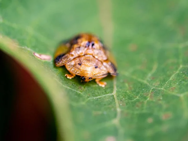 Κοντινό Πλάνο Σκαθαριού Χελώνας Laccoptera Nepalensis Στο Φύλλο — Φωτογραφία Αρχείου