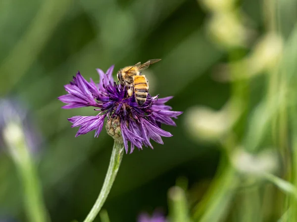 Крупный План Пчелы Собирающей Пыльцу Красивом Фиолетовом Васильке Centaurea Cyanus — стоковое фото