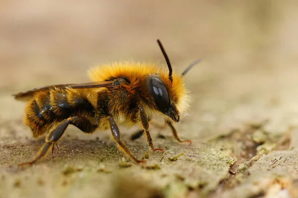 Een Closeup Van Een Mannelijke Jersey Mason Bee Osmia Niveata — Stockfoto