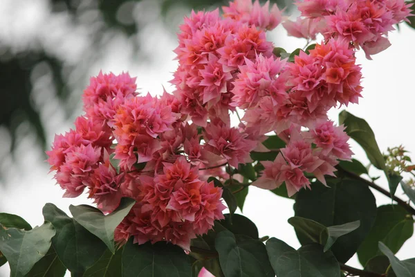 Tiro Seletivo Foco Flores Cor Rosa Florescendo Vegetação — Fotografia de Stock