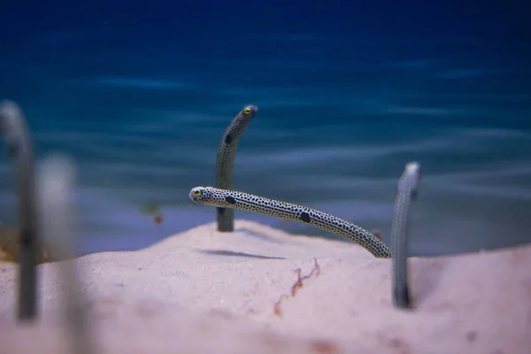 Tiro Enfoque Selectivo Anguilas Jardín Manchado Bajo Agua — Foto de Stock