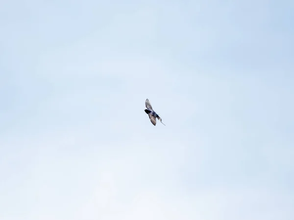 Låg Vinkel Barn Swallow Hirundo Rustica Gutturalise Svävar Himlen — Stockfoto