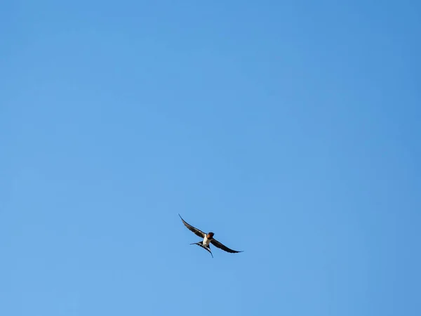 Χαμηλή Γωνία Χελιδόνι Αχυρώνα Hirundo Rustica Gutturalis Που Αιωρείται Στον — Φωτογραφία Αρχείου