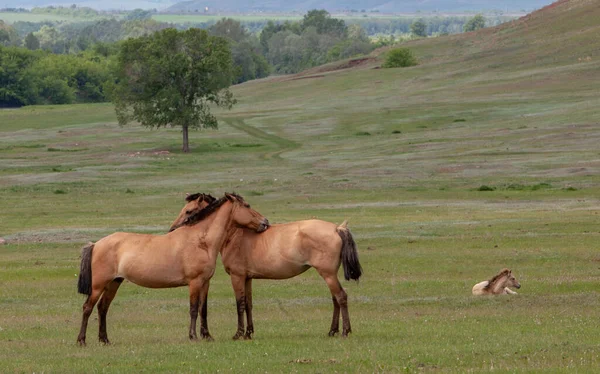 Dwa Brązowe Konie Łące Relacja Koni — Zdjęcie stockowe