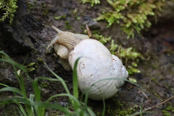 정원에 달팽이의 — 스톡 사진