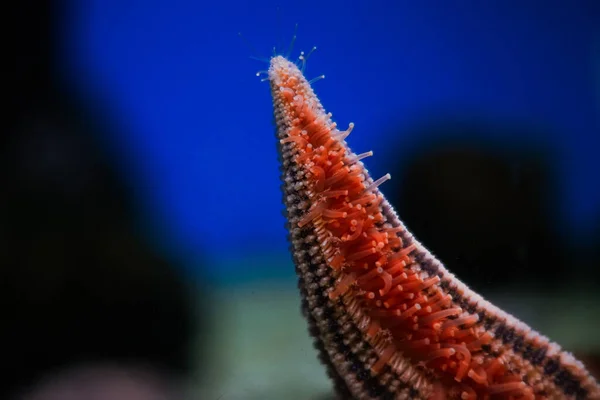 Tiro Seletivo Foco Polychaete Subaquático — Fotografia de Stock