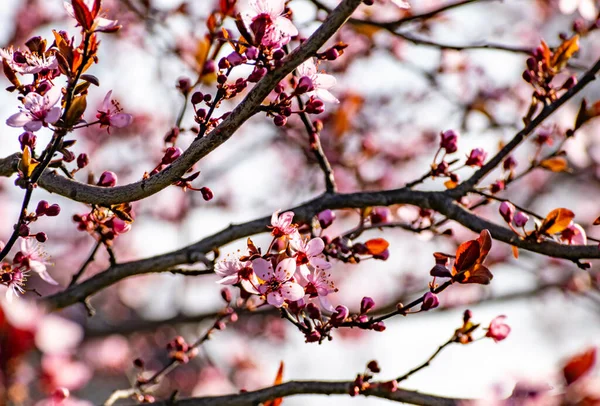Větve Stromů Růžovými Třešňovými Květy — Stock fotografie