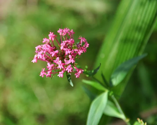 Selective Focus Shot Blooming Milkweed Flowers — Stock Photo, Image