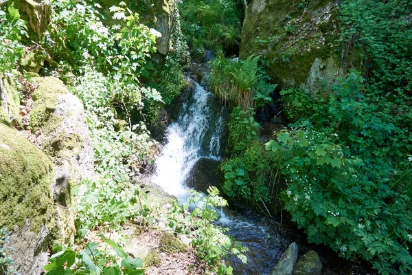 Hermoso Río Bosque Que Fluye Sobre Rocas Rodeadas Densa Vegetación —  Fotos de Stock