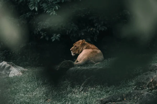 Una Leona Acostada Sobre Hierba Verde —  Fotos de Stock