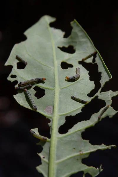 毛毛虫吃叶子的垂直镜头 — 图库照片