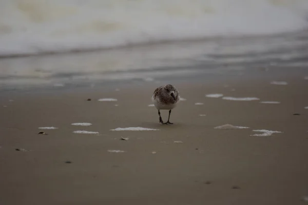 Gros Plan Oiseaux Sur Plage — Photo