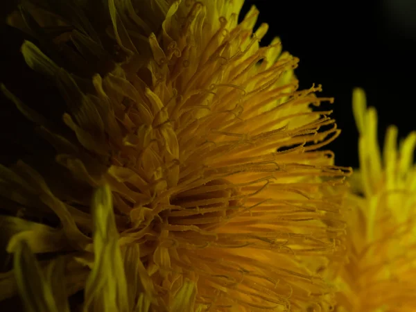 黒い背景に黄色の花弁が孤立したタンポポのクローズアップ — ストック写真