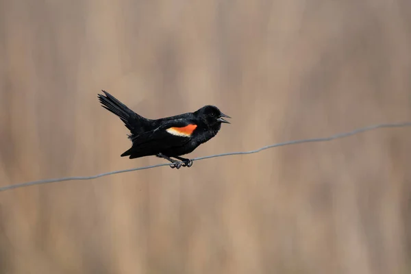 Eine Selektive Fokusaufnahme Eines Rot Geflügelten Schwarzen Vogels Auf Einem — Stockfoto