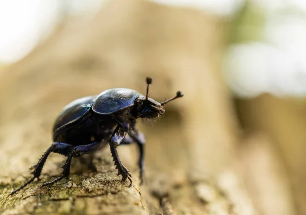 一只黑色大甲虫在木制表面的特写镜头 — 图库照片