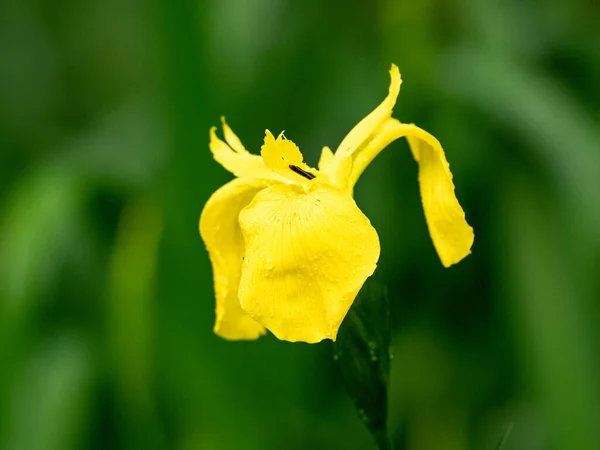 Vacker Bild Gul Iris Blomma Suddig Gräs Bakgrund — Stockfoto