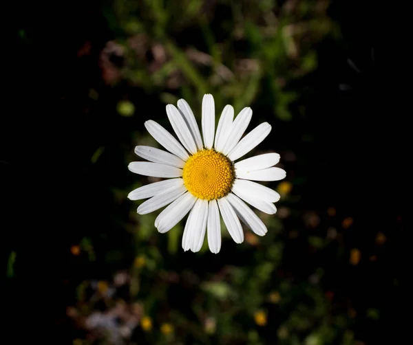 Detailní Záběr Kvetoucí Květinky Zeleni — Stock fotografie