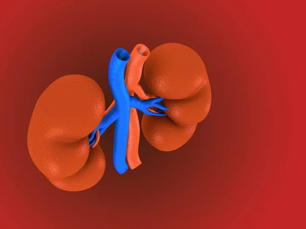 Kerala India Jun 2021 Digital Illustration Kidney Colour Background — Stock Photo, Image