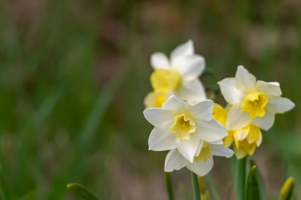 Gros Plan Belles Roseaux Sauvages Avec Des Pétales Doux Whte — Photo