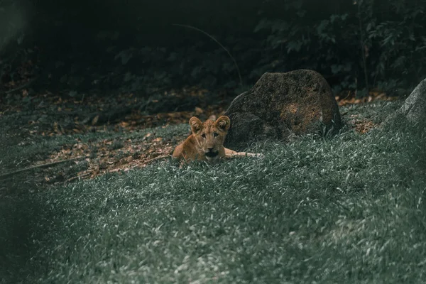 Petit Lionceau Couché Sur Herbe Verte — Photo