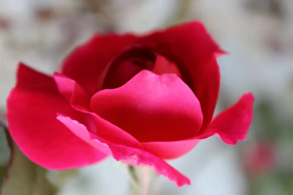 Ένα Κοντινό Πλάνο Ενός Ανθισμένου Ροζ Τριαντάφυλλου Στο Πράσινο — Φωτογραφία Αρχείου